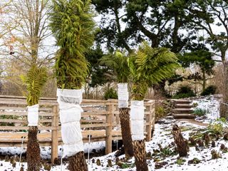 Tree ferns Dicksonia Antartica wrapped with horticultural fleece as protection