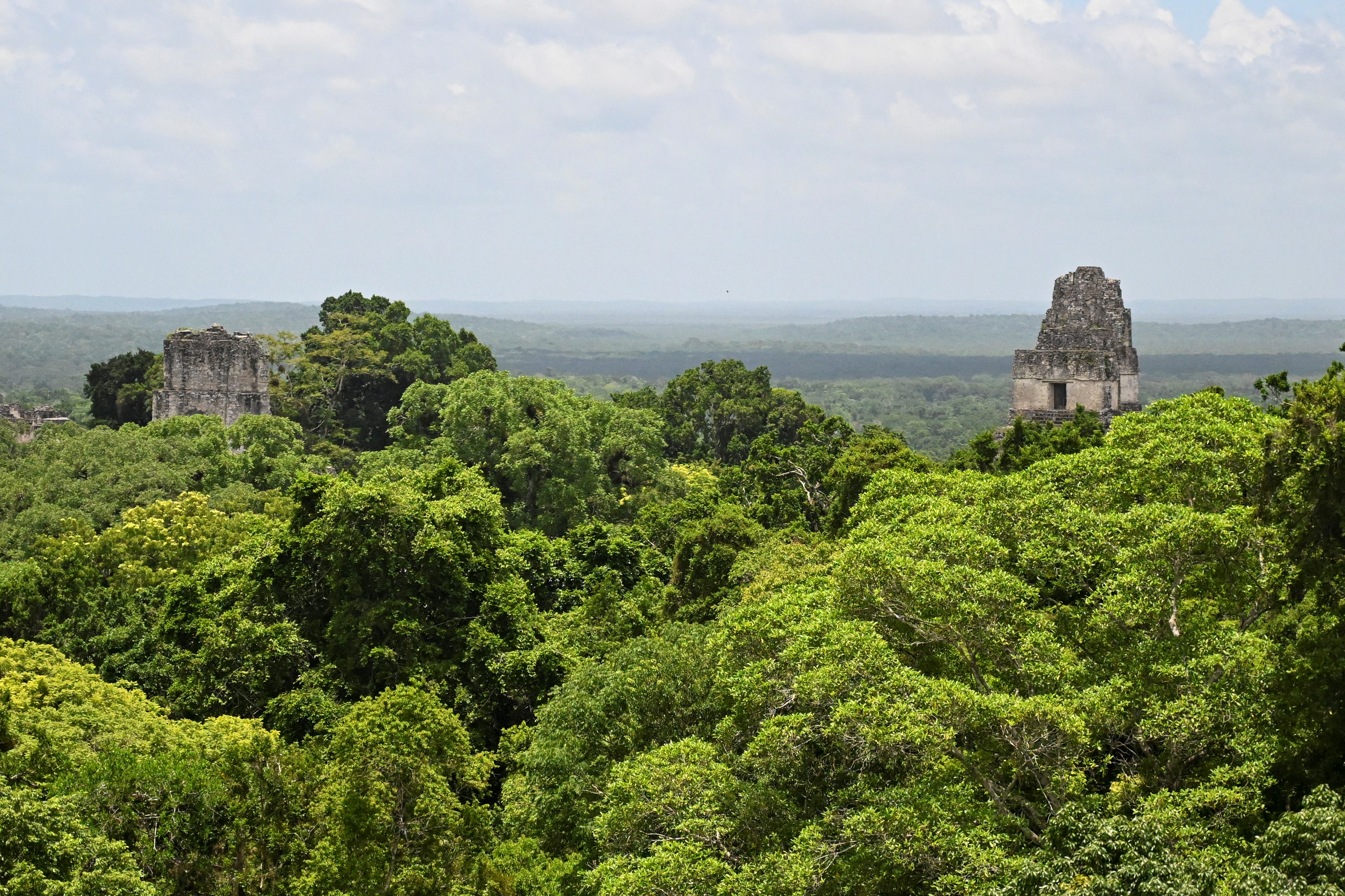 a dense forest with two temples slightly higher than the group of trees