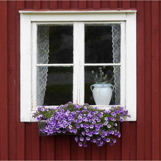 A simple window box featuring one purple flower