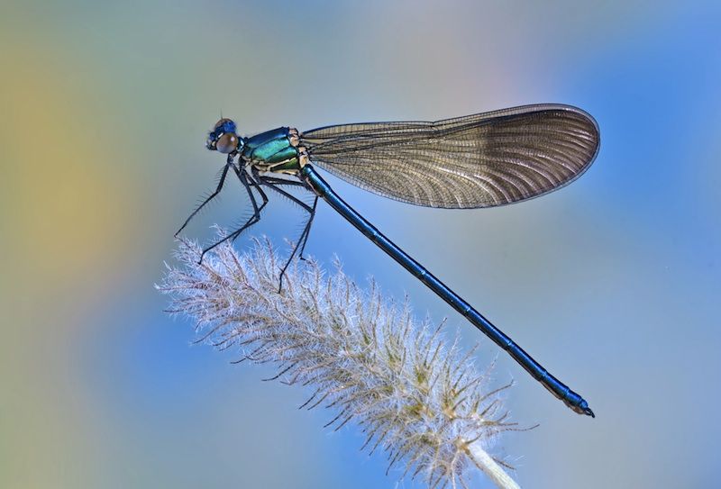 Dragonfly on a plant