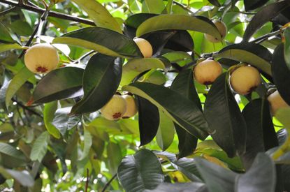Mangosteen Fruit Tree