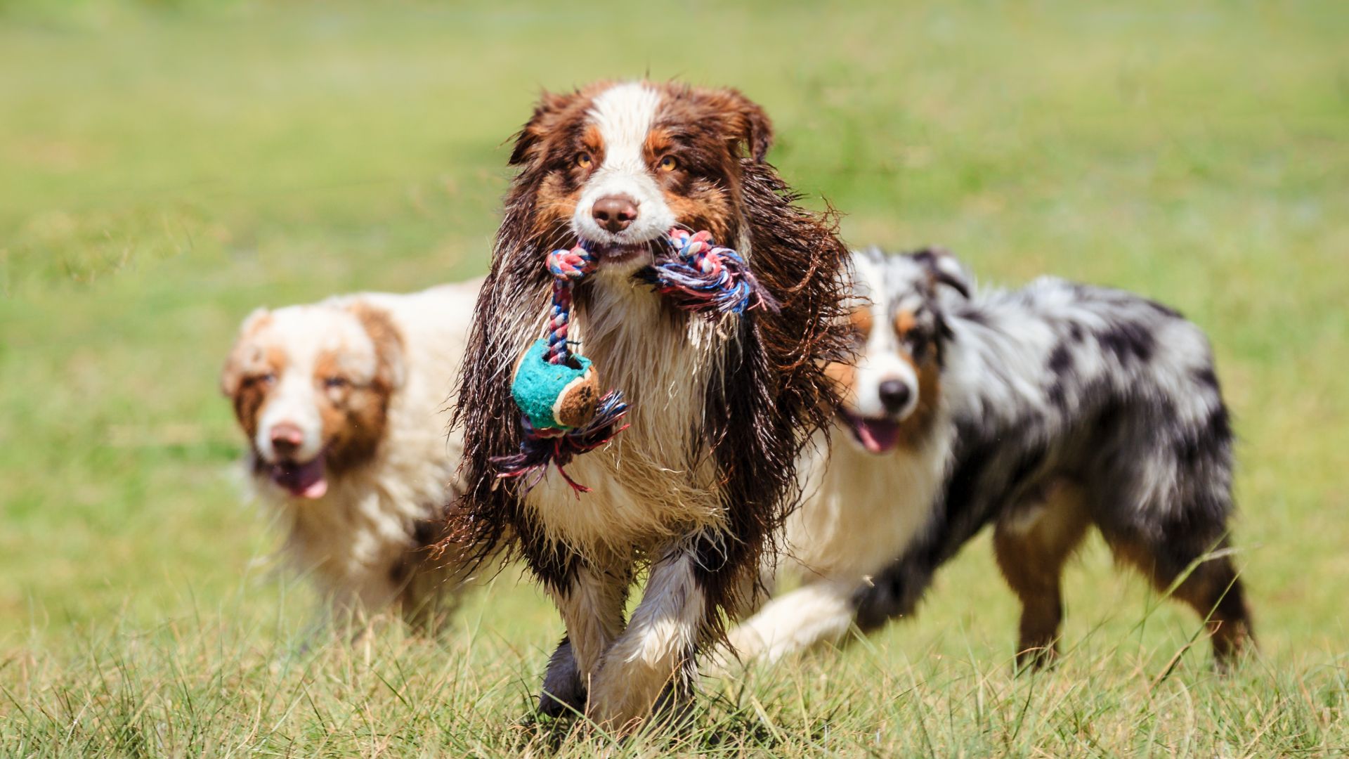 three australian shepherds playing with a rope and ball toy