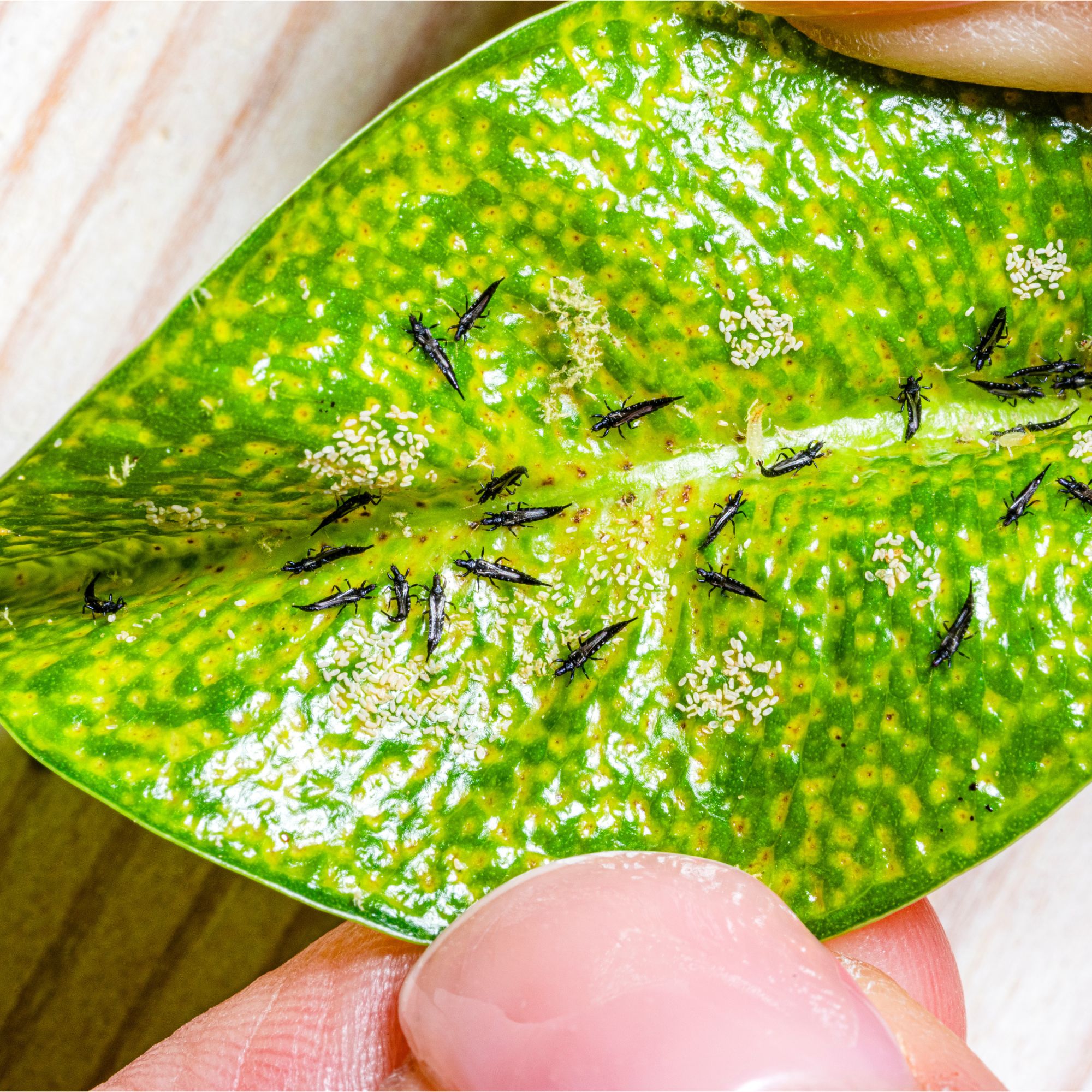 Thrips on weeping fig leaf