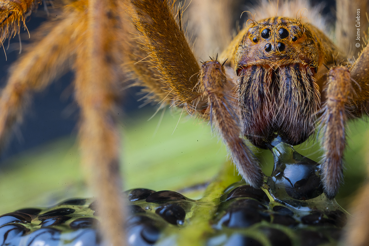 Wildlife Photographer of the Year