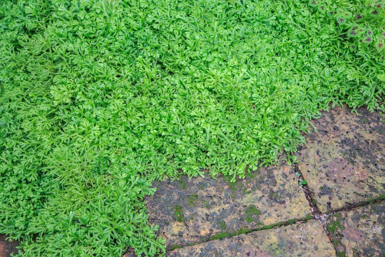 Spike Moss Plants