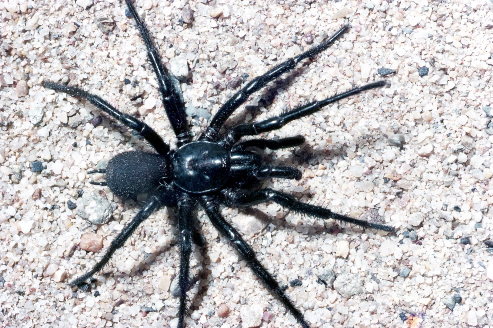 Sydney Funnel-web Spider (Atrax robustus) male.