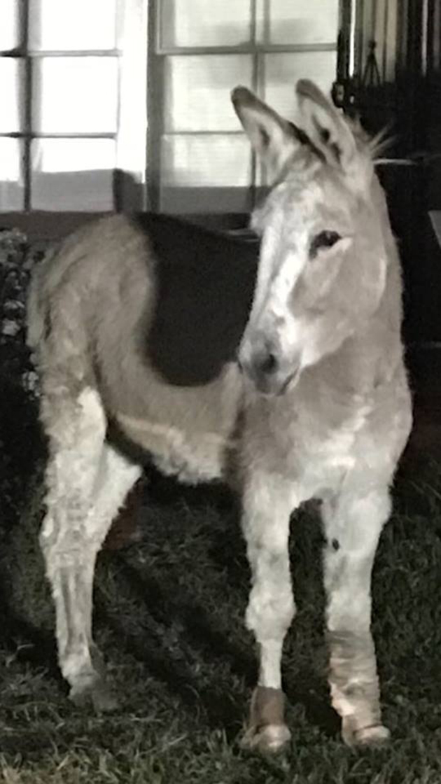 escaped donkey