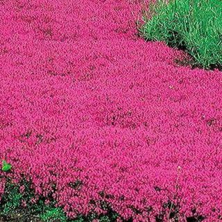 Red creeping thyme lawn