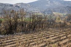 Burnt vines in the Aude department of Southern France following a wildfire in August 2025.