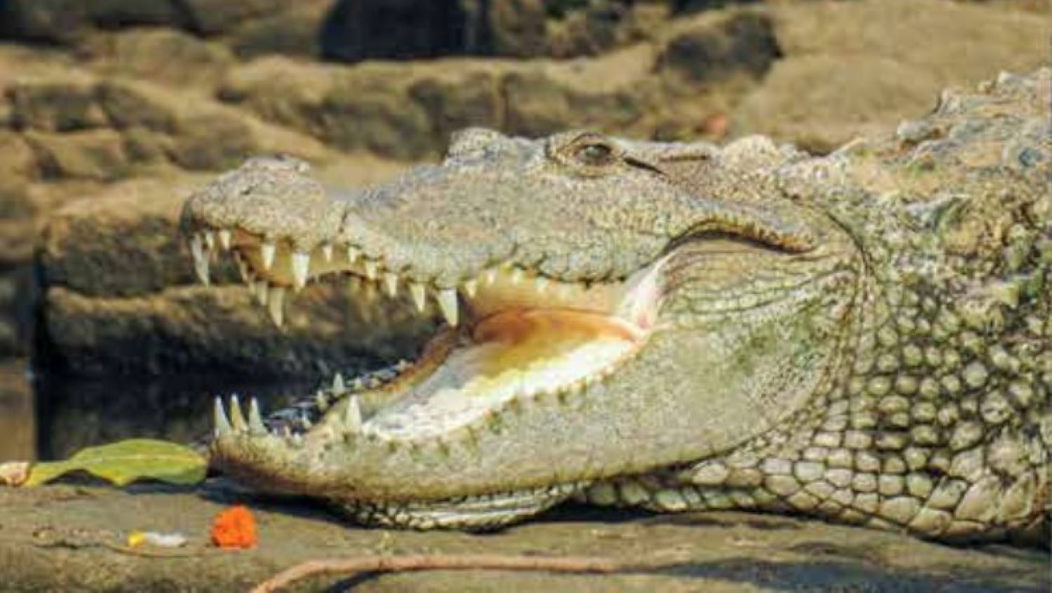 a crocodile with its jaws open next to a marigold
