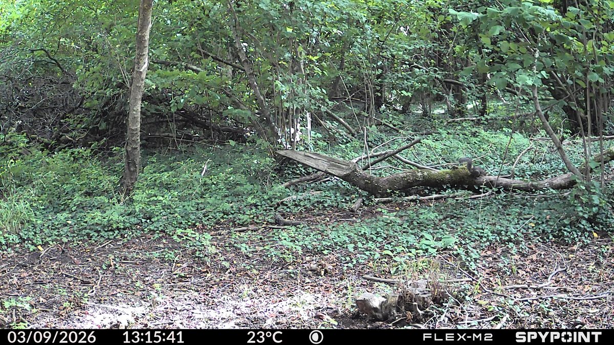 Sample images from the Spypoint FLEX-M2 trail camera