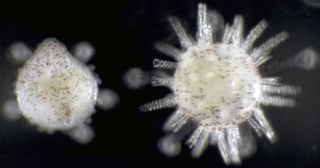 Sea urchin larvae transforming into adults.