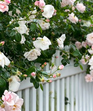 A white picket fence with a dark green bush of pink and white rose blossoms hanging above it