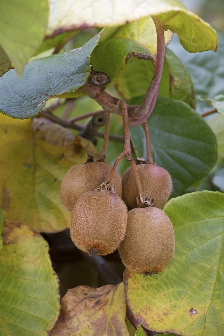 How to grow kiwi from seed for the most delicious fruits Homes