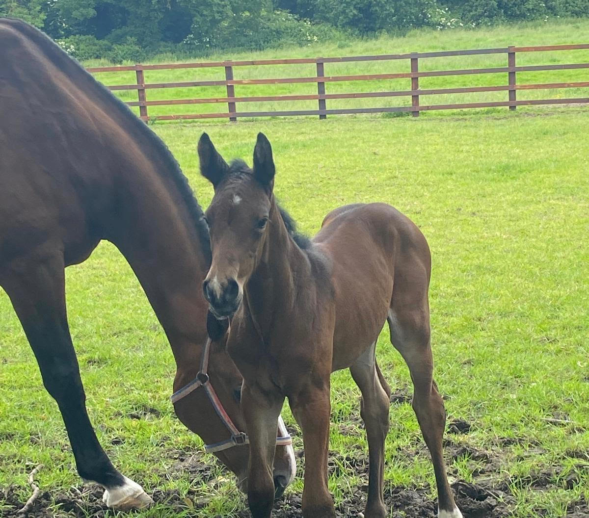 Joe Stockdale's Olympic contender Equine America Cacharel's first foal Penny