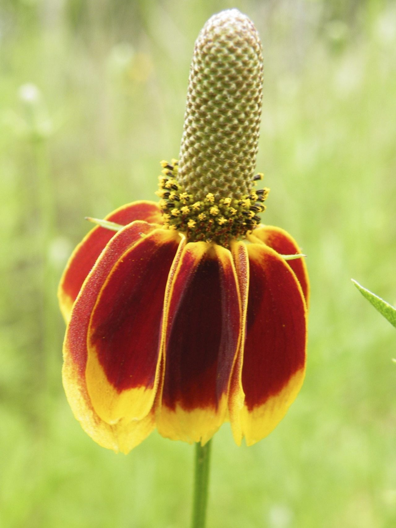 Mexican Hat Plant