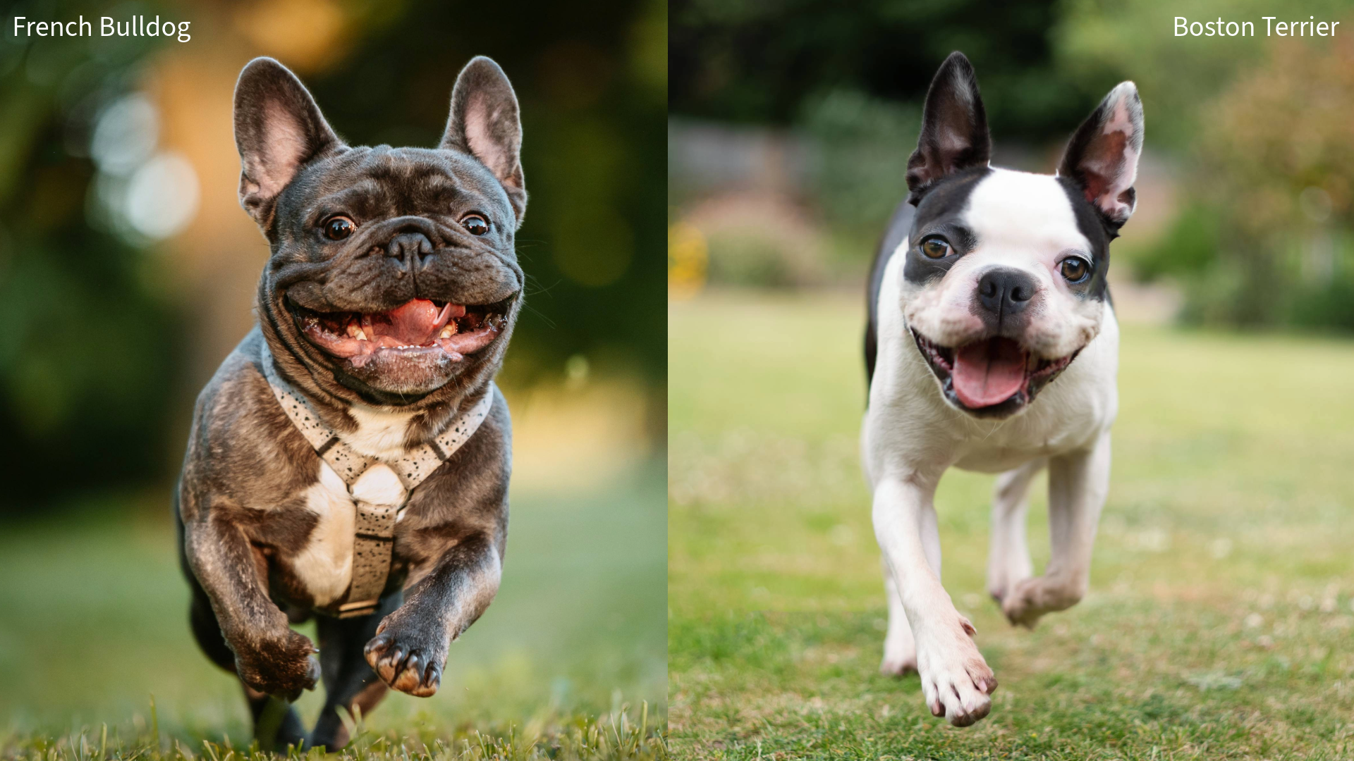 Collage of a French Bulldog and Boston Terrier running on grass