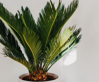 Sago palm with green leaves in a home