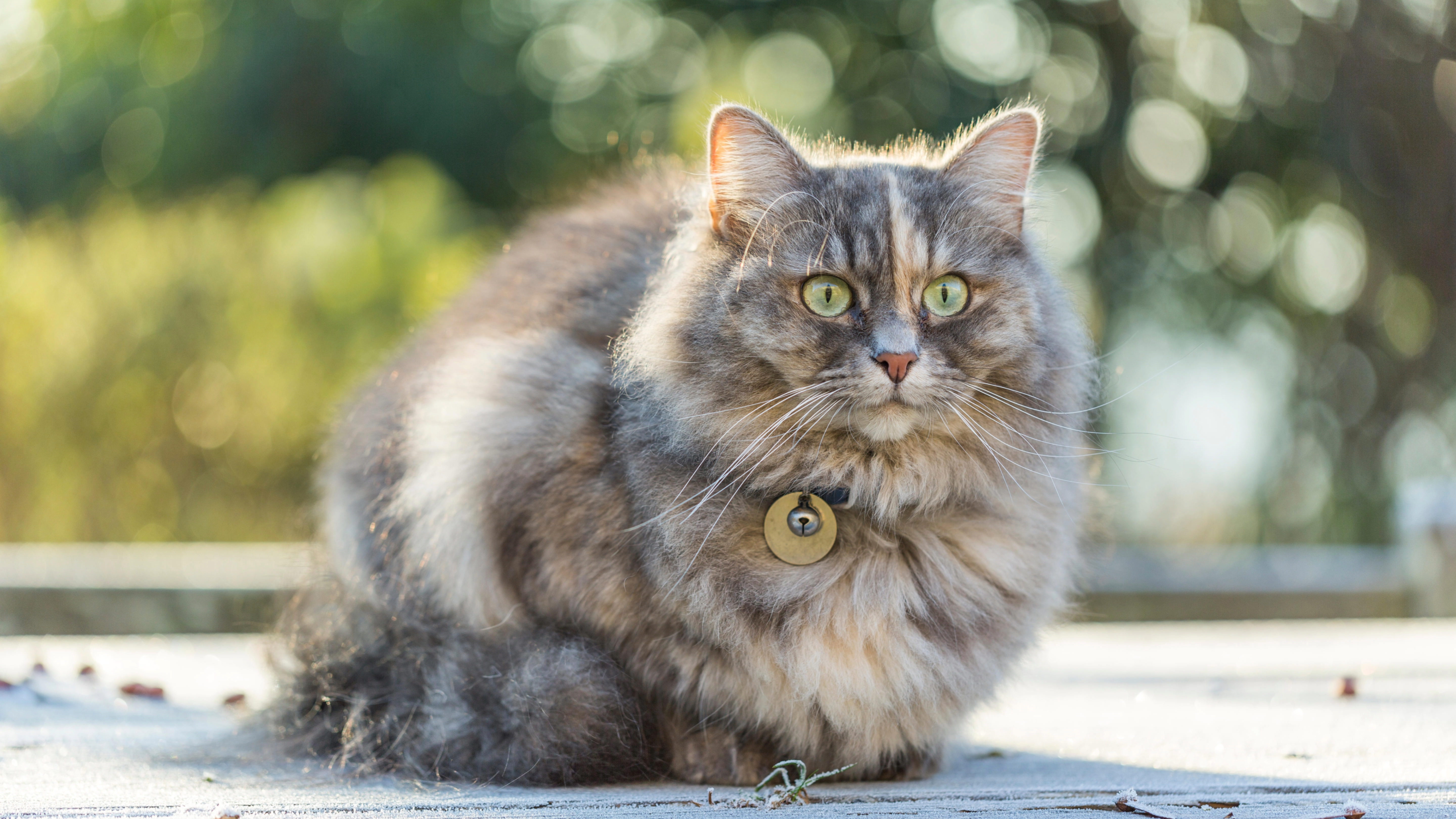 Siberian Forest Cat