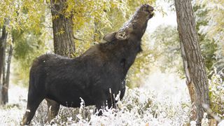 Cow moose grazing on a tree in winter