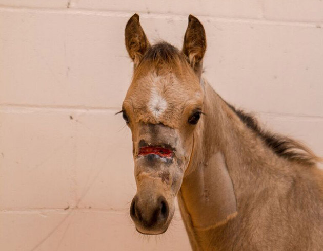 Star after his surgery at the Royal Veterinary College Aug 2013