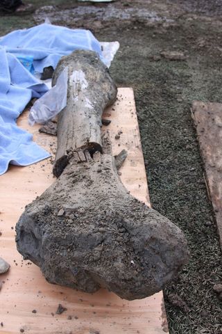 The femur, likely a mammoth's, that was found at Oregon State University.