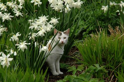 Cat Walking Through Flower Garden