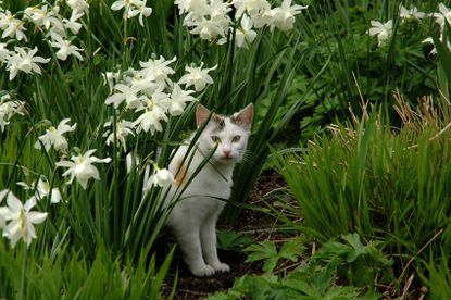 Anti cat spray for garden sale