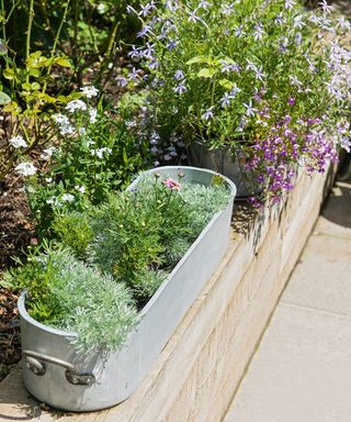 Zinc trough planter with herbs displayed on raised bed edge