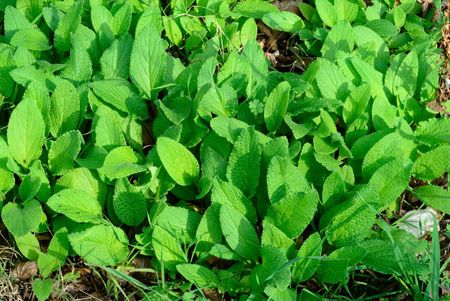 Borage Plants