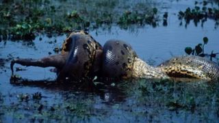 Green anaconda have large, flexible jaws. Pictured: a green anaconda eating a deer.