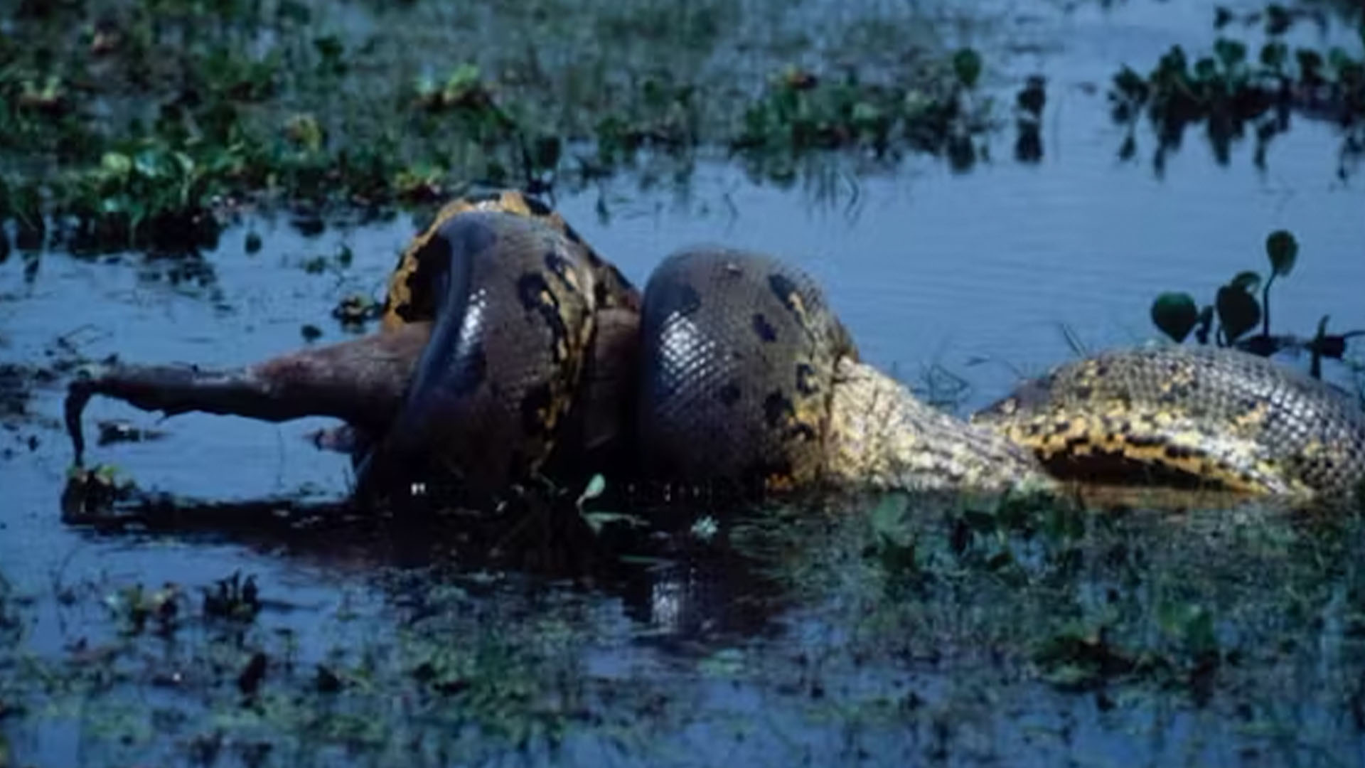 Green anaconda have large, flexible jaws. Pictured: a green anaconda eating a deer.