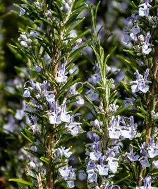 Rosemary plant covered in pale blue flowers