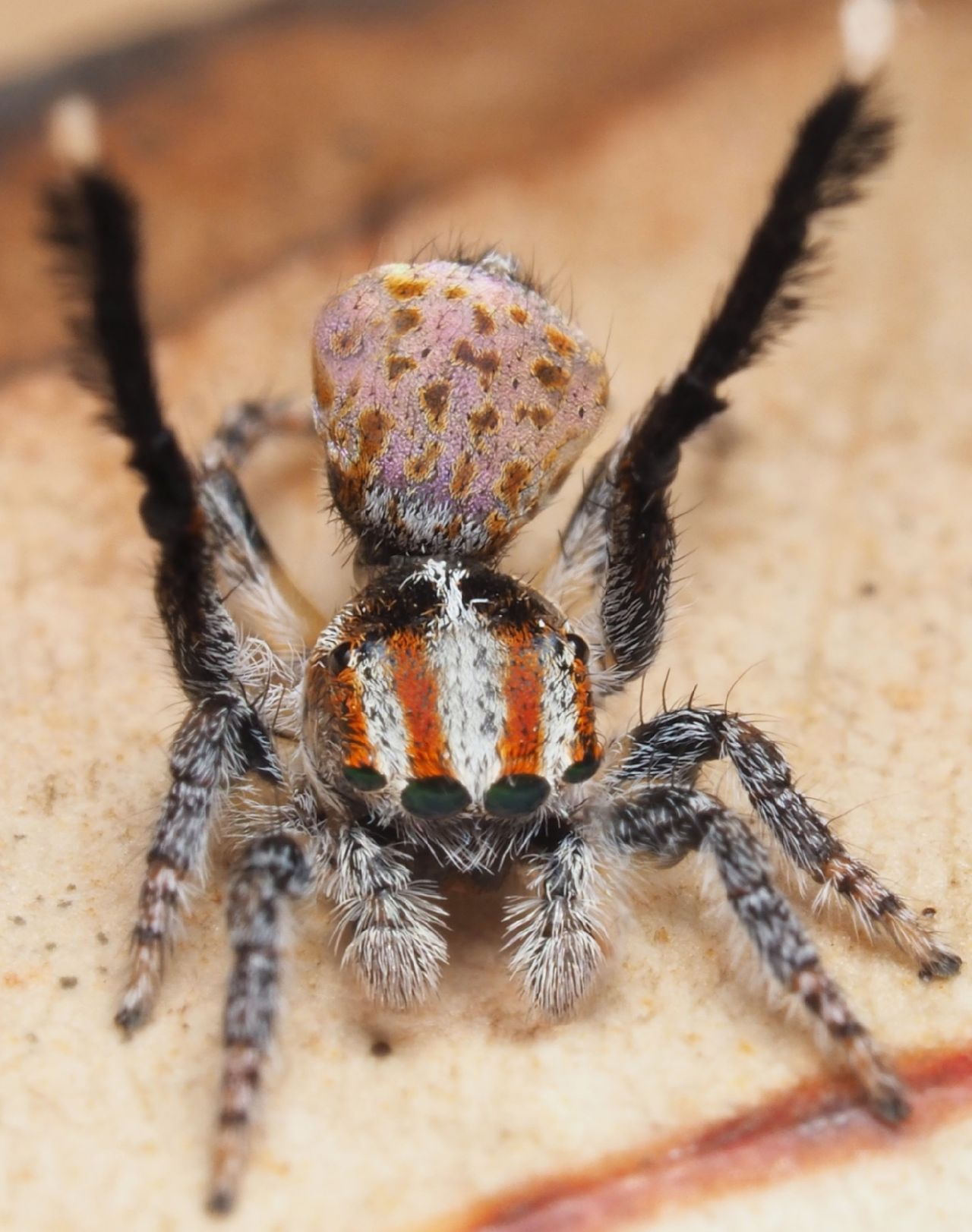 The peacock spider M. suae
