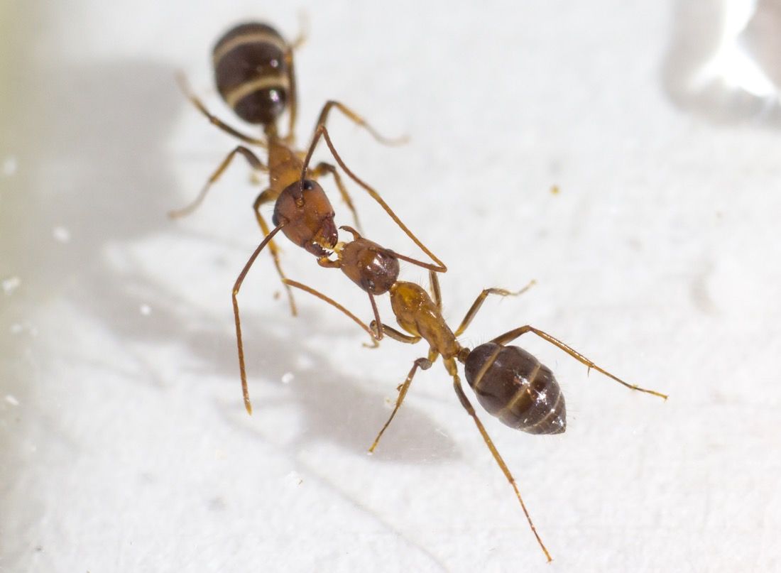 When carpenter ants (&lt;em&gt;Camponotus floridanus&lt;/em&gt;) swap spit, they are doing more than share food. Turns out, they&#039;re sending messages, too.