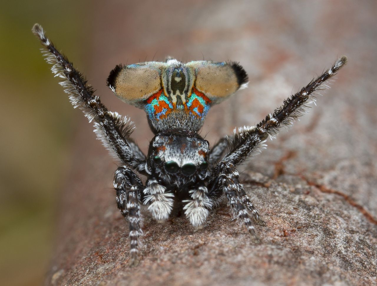 Maratus aquilus