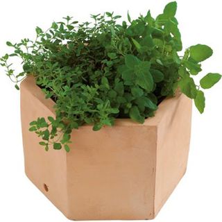 Terracotta hexagon herb pot containing fresh green herbs