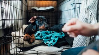 Dog laying in a large dog crate