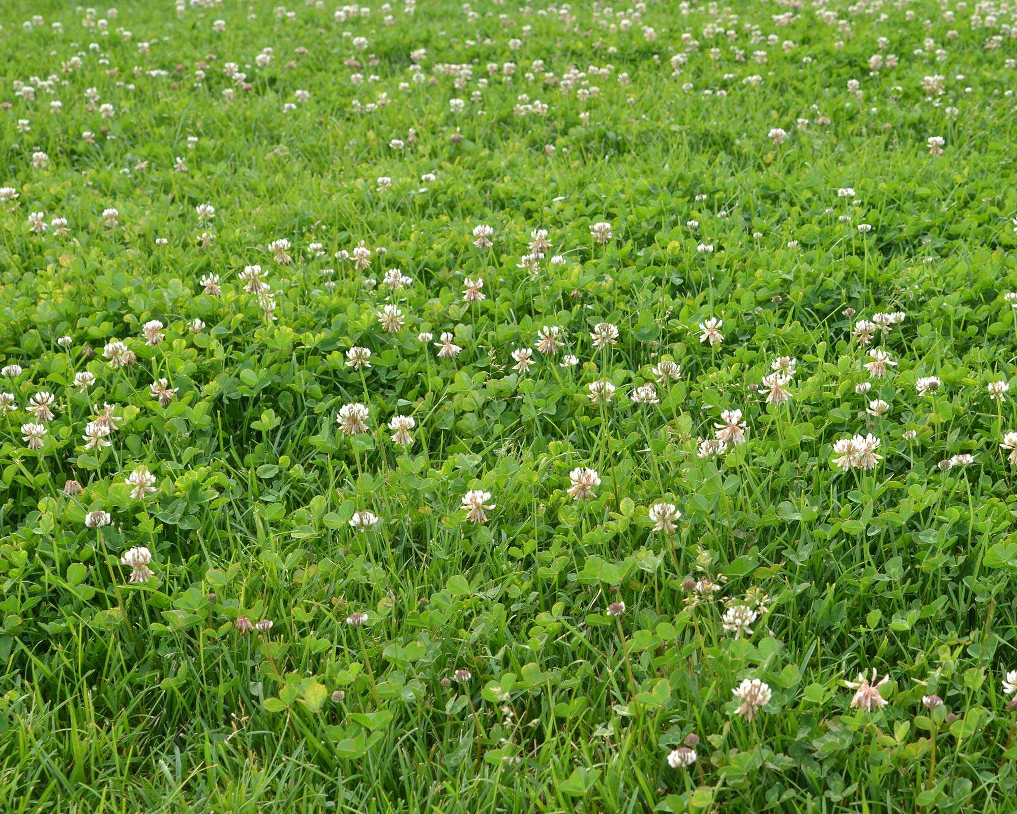 white clover lawn