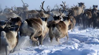 A herd of reindeers in the remote Yamalo-Nenets region of northern Russia on March 8, 2018.