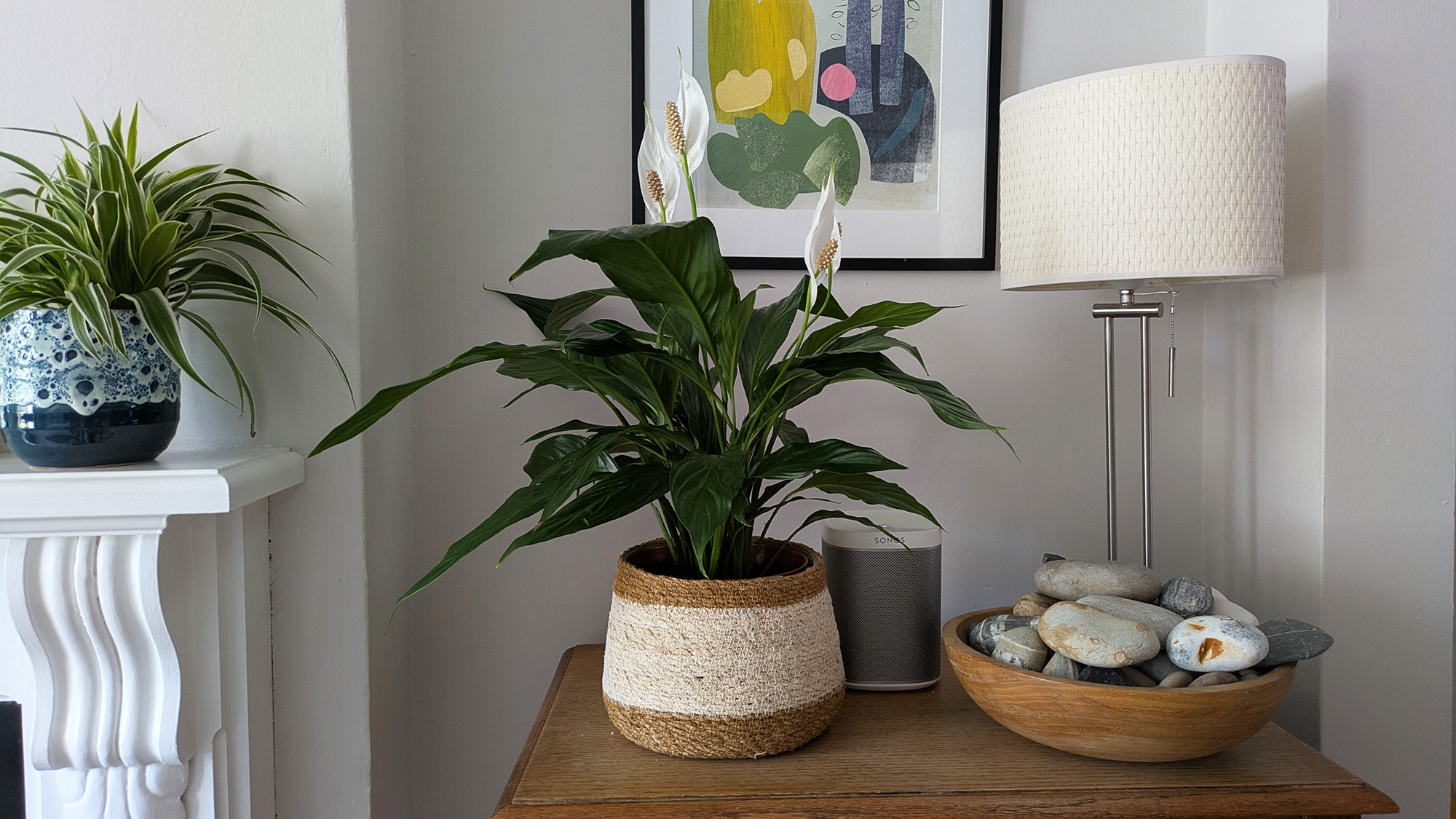 Why are the flowers on my peace lily turning brown? I asked an expert what I should do