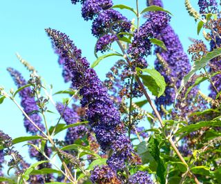 butterfly garden Buddleja davidii ‘Blue Horizon’ AGM in bloom