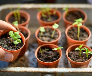 Seedlings in small plastic pots on a potting bench