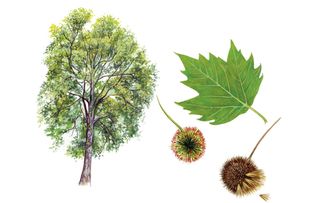 identifying british trees