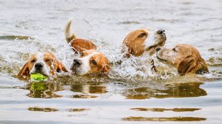 Four beagles playing in water