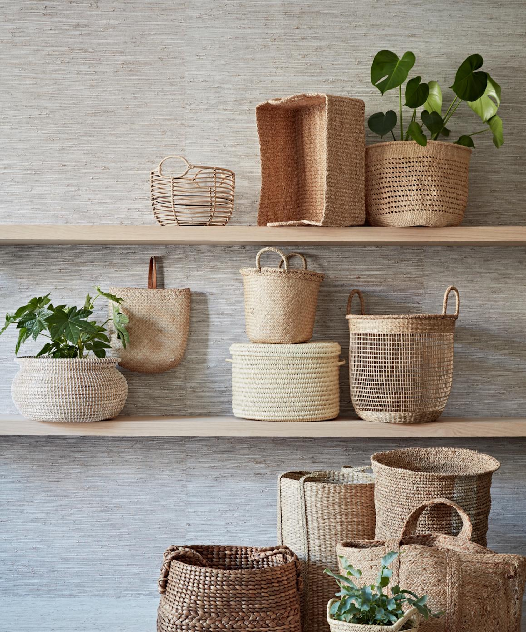 Monstera on shelf