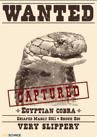 Animal Escapes - Egyptian Cobra