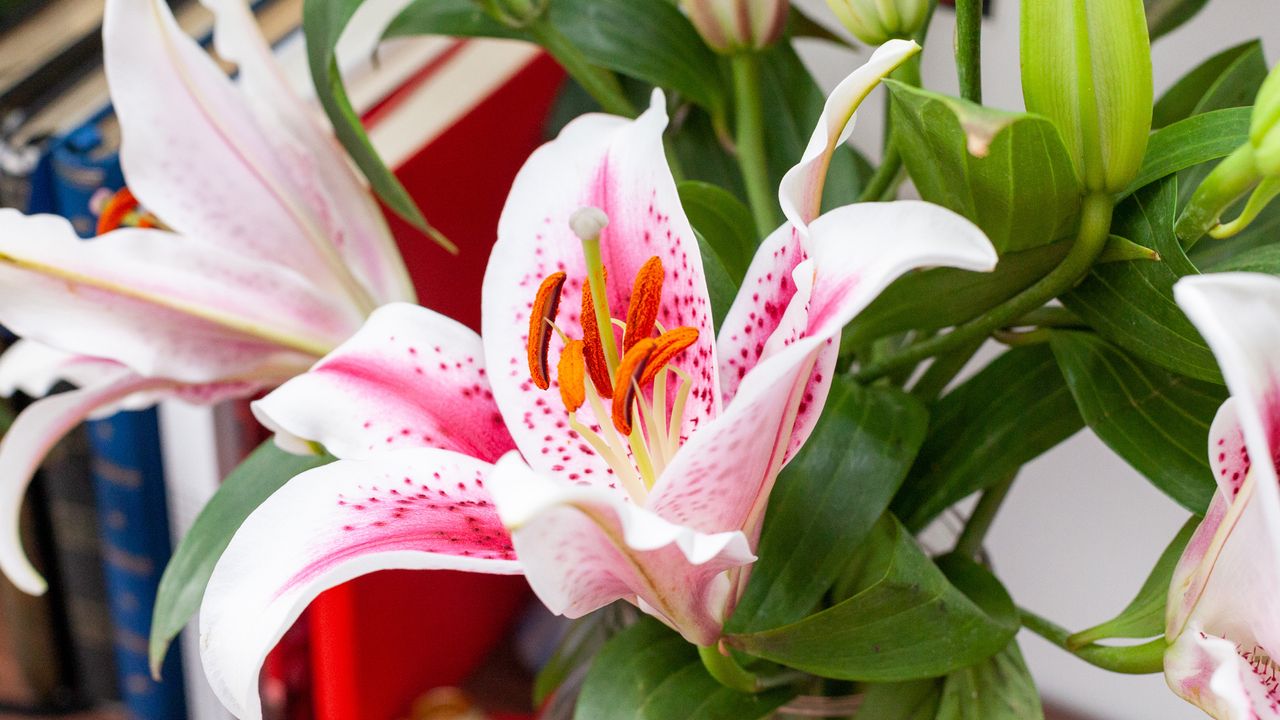 Valentine's Day flower delivery