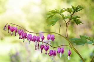 A branch of bleeding heart flowers