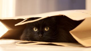 Cat hiding in bag